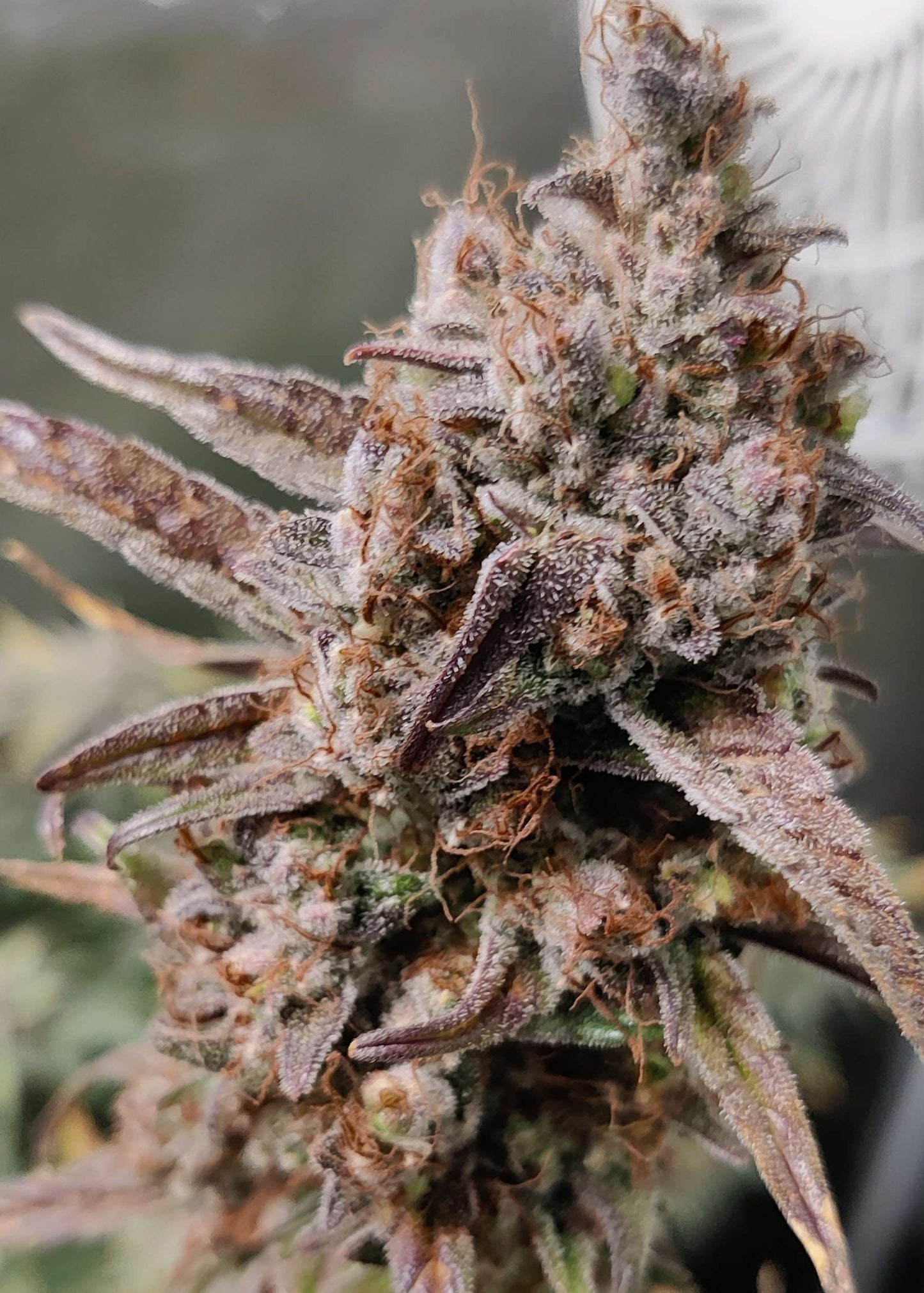 (Substance D x Blueberry Slushy F5)