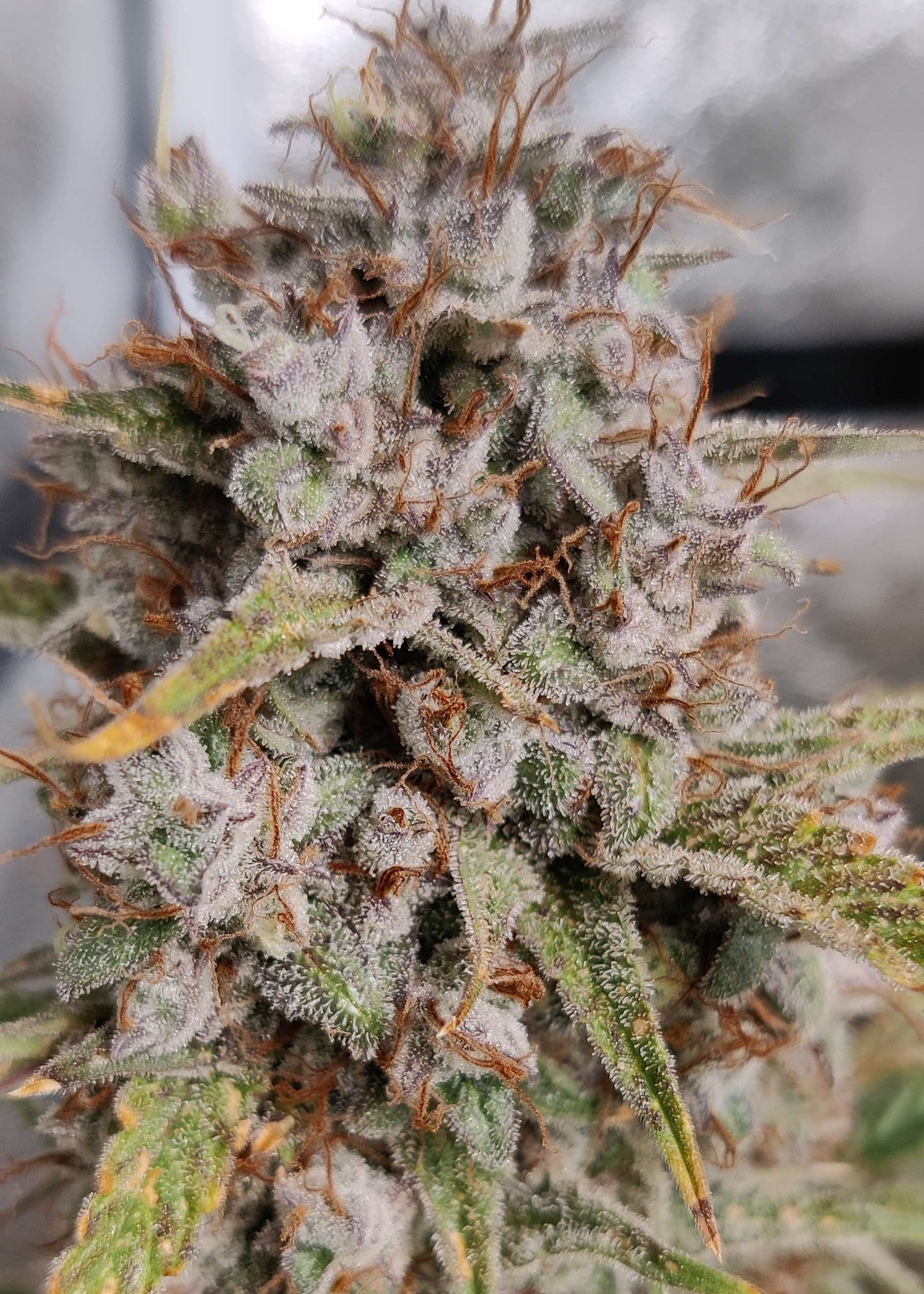 (Grape Xochi x Blueberry Slushy F5)
