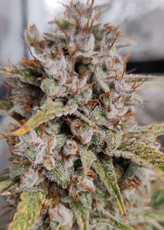 (Grape Xochi x Blueberry Slushy F5)