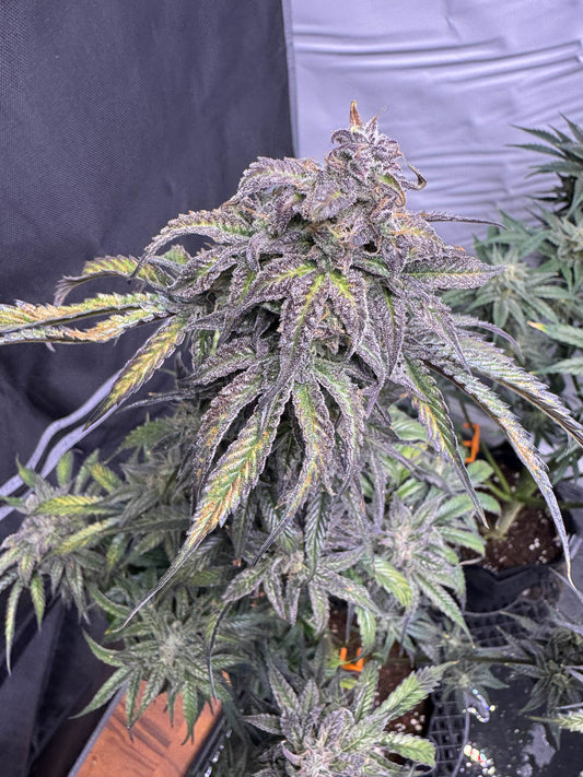 (Queens Banner x Mango Macintosh)