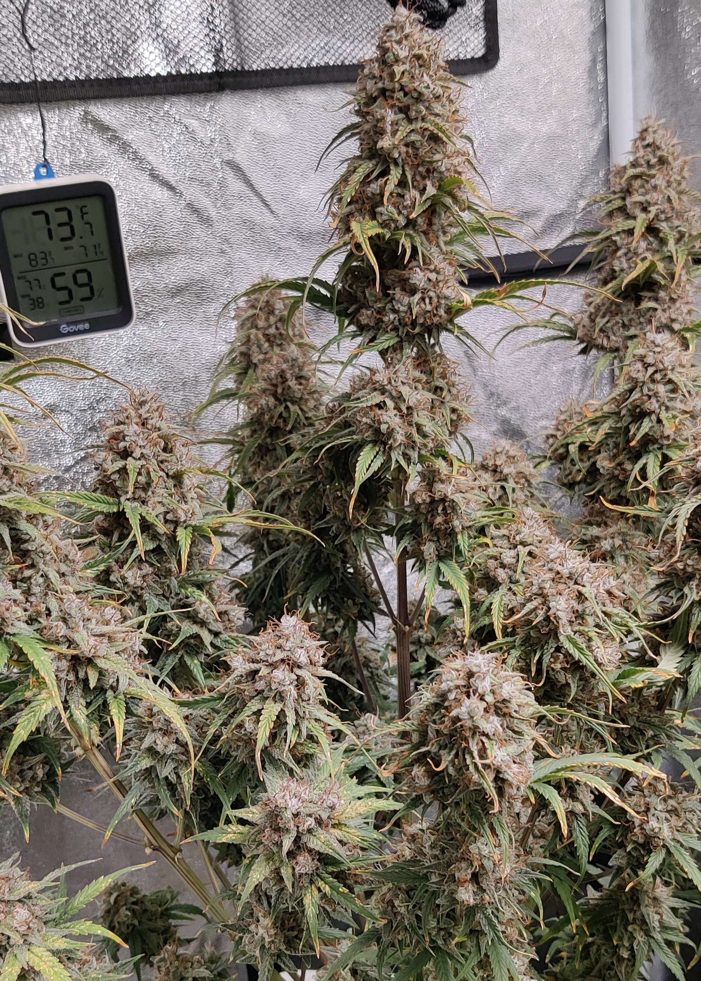 (Grape Xochi x Blueberry Slushy F5)