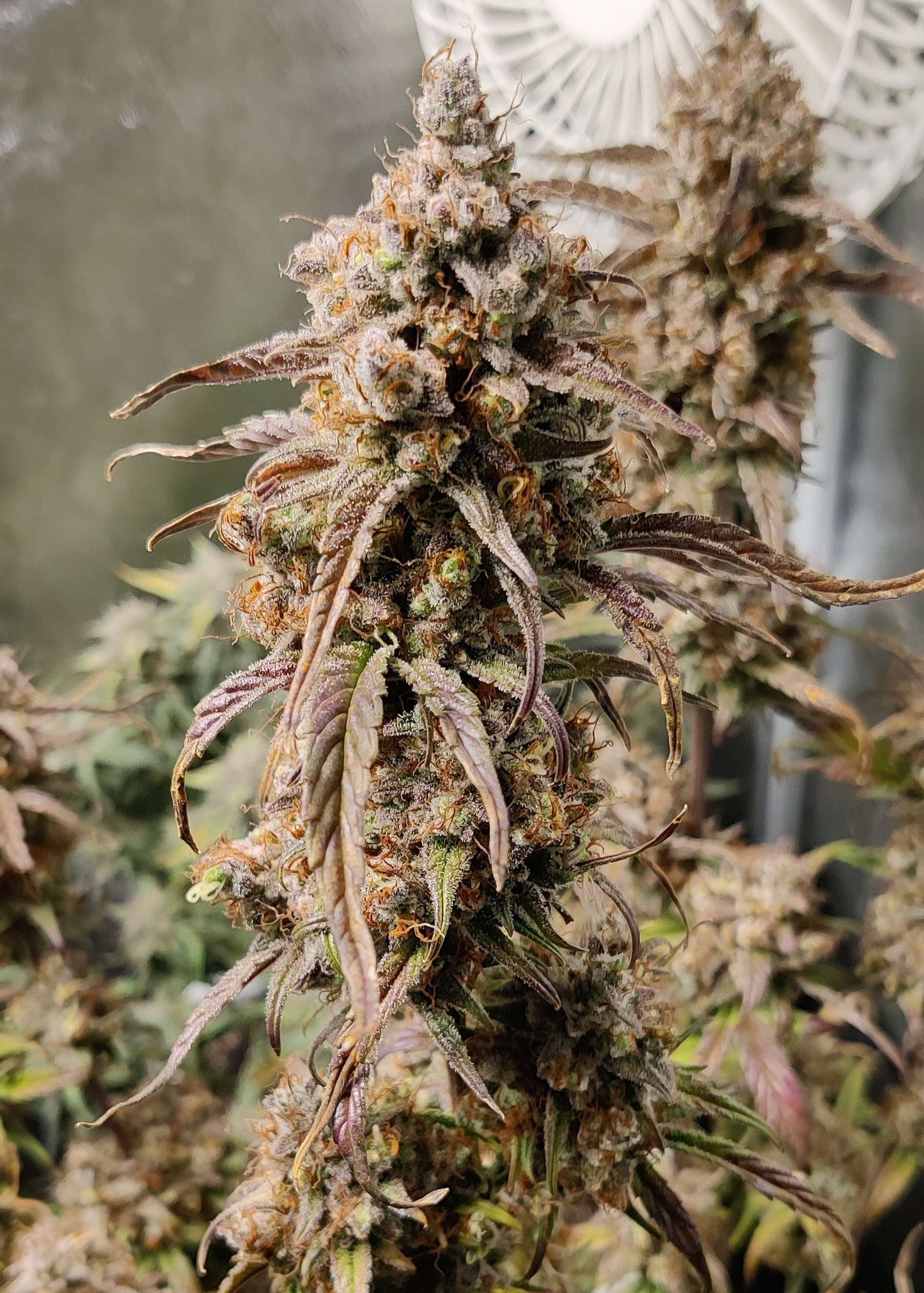 (Substance D x Blueberry Slushy F5)