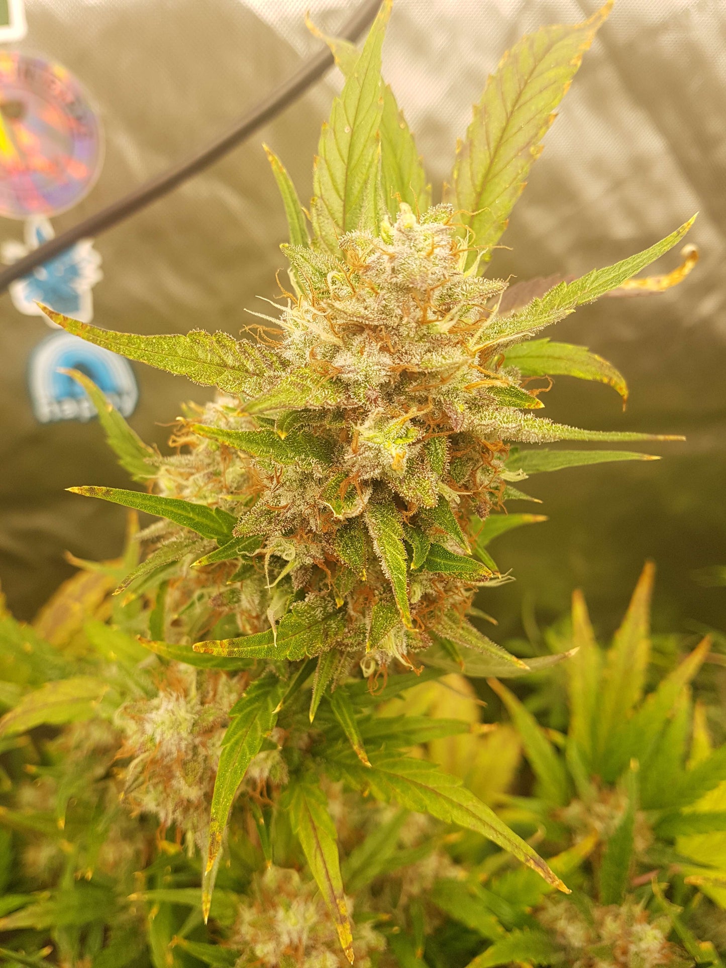 True MAC Auto F5