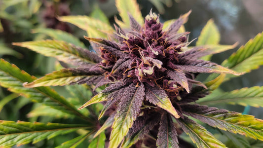(Dark Dosi Breath x Strawberry OG) F2