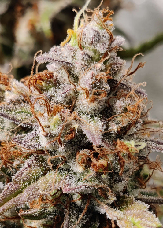 (Substance D x Blueberry Slushy F5)