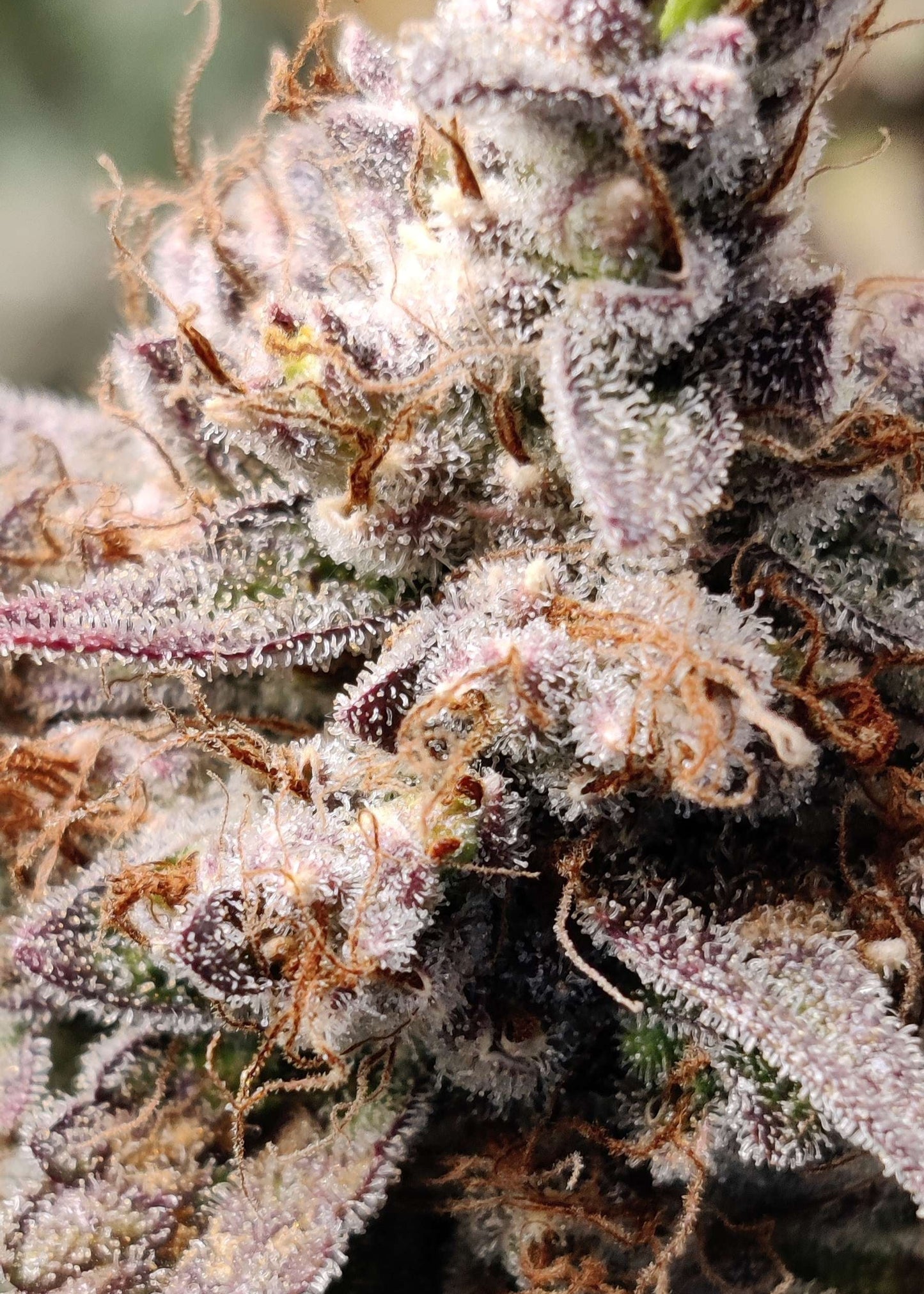 (Substance D x Blueberry Slushy F5)