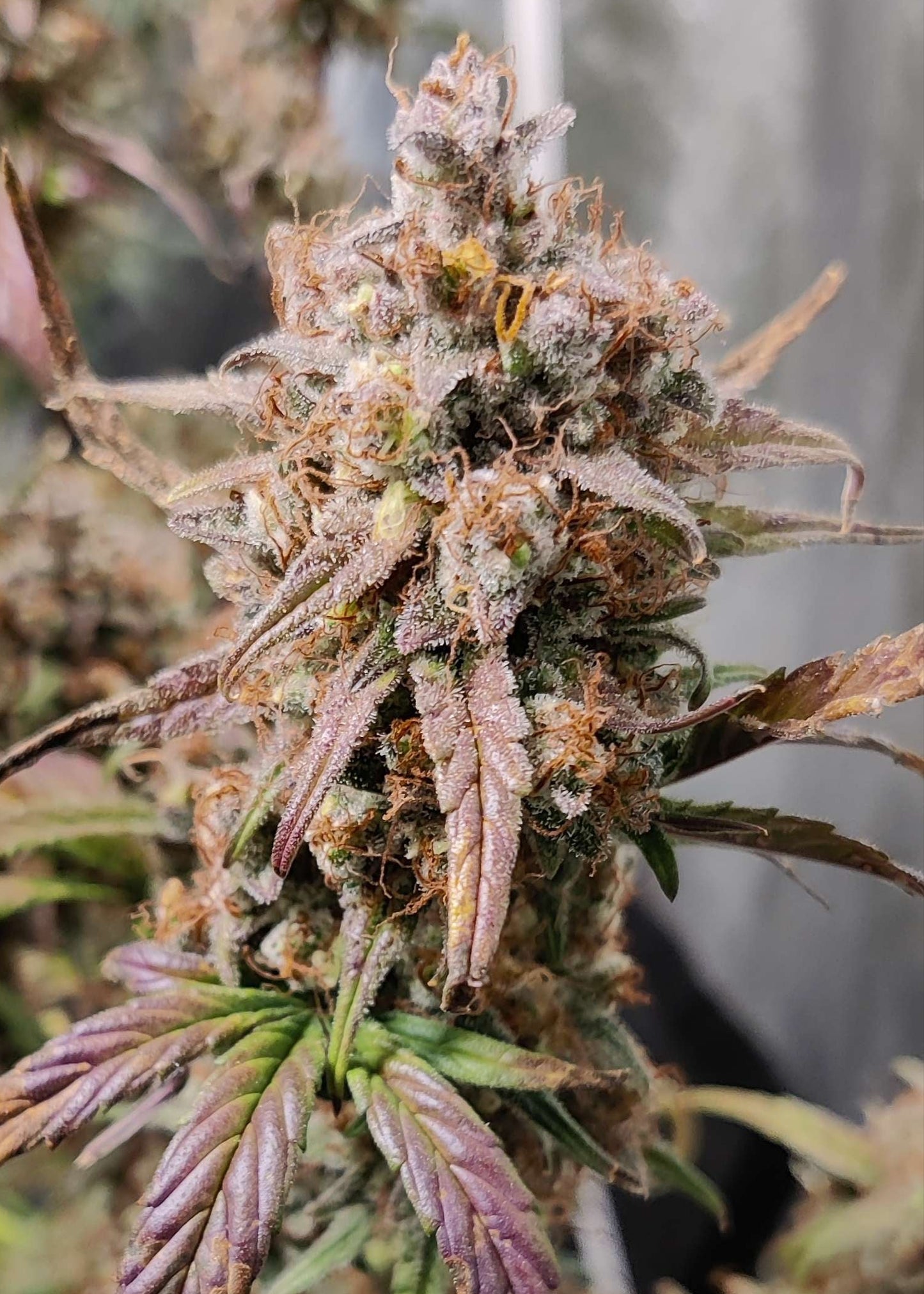 (Substance D x Blueberry Slushy F5)