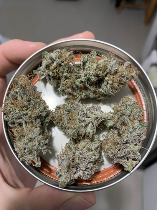 (Blueberry Slushy F5 x Osage #3) Auto Reg