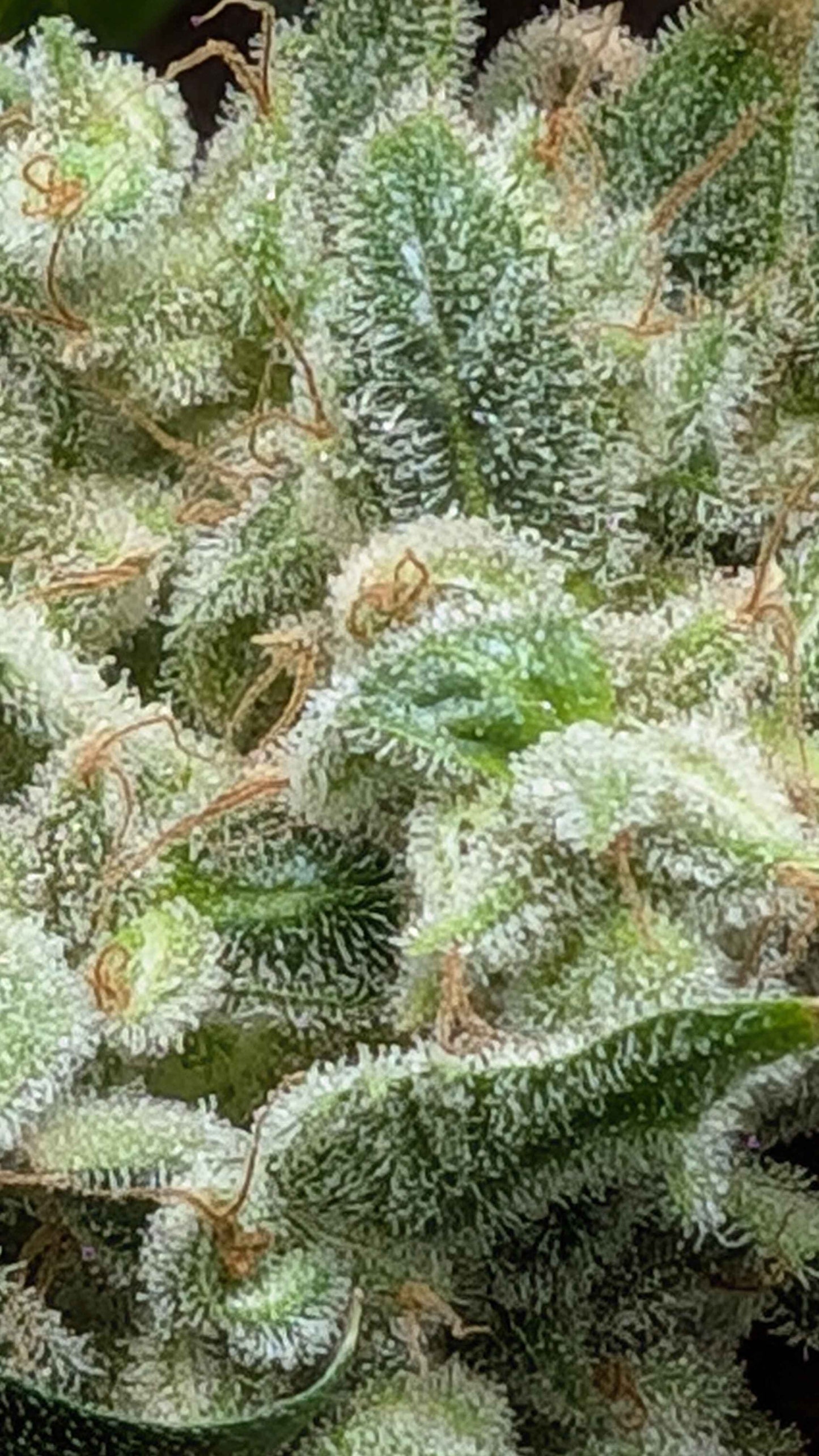 (Grape Xochi x Blueberry Slushy F5)