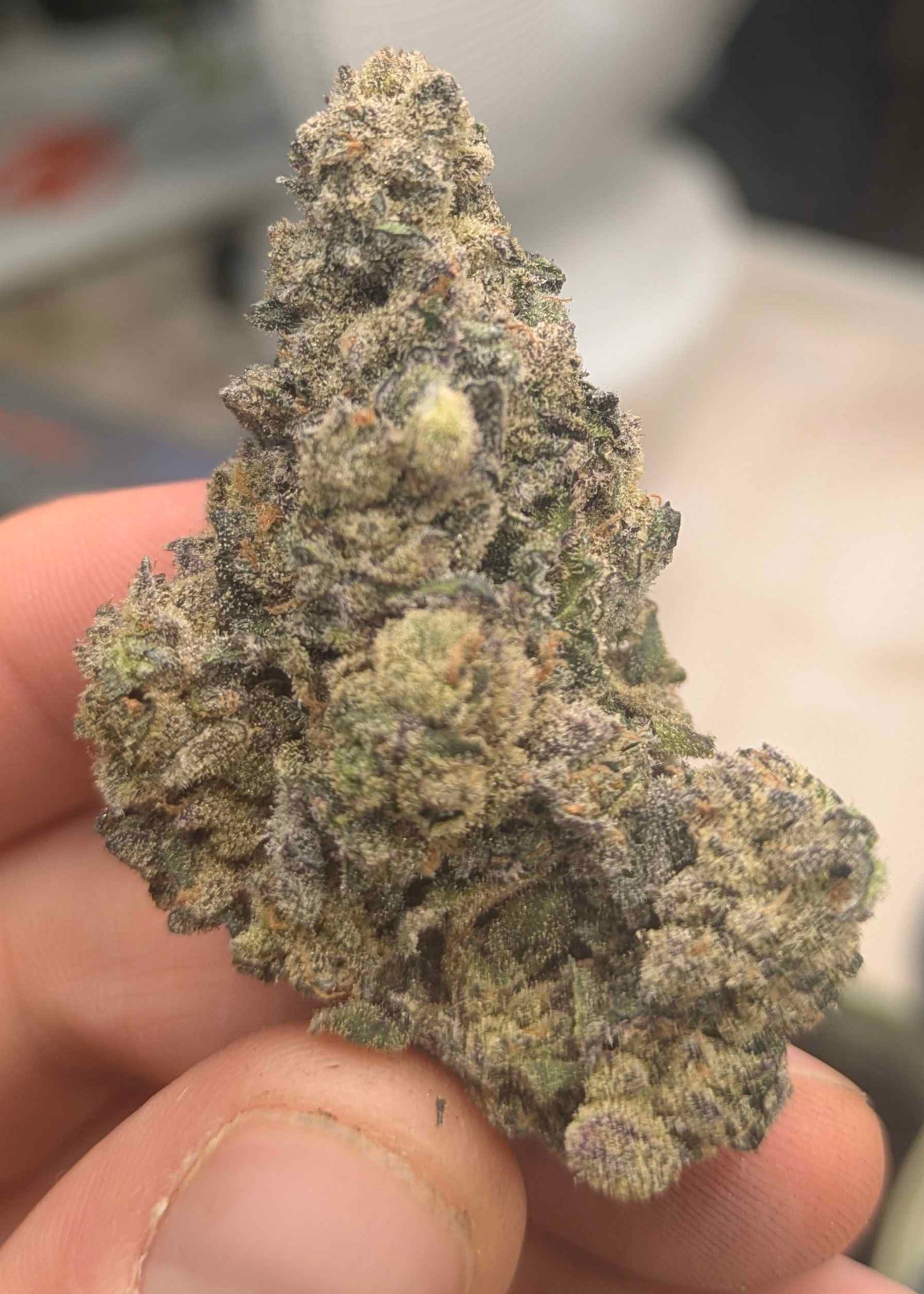 Mango MAC Auto F3