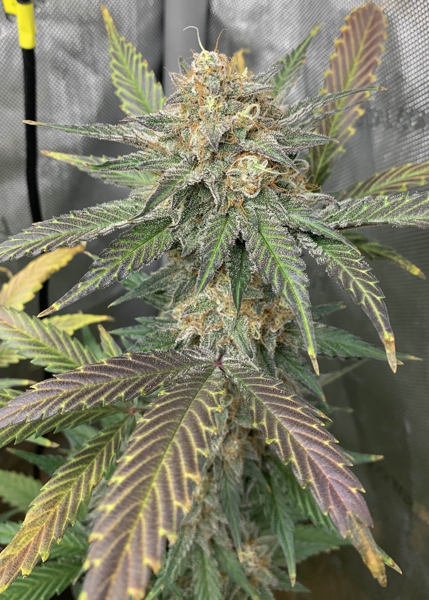 (Blueberry Slushy F5 x Osage #3) Auto Reg