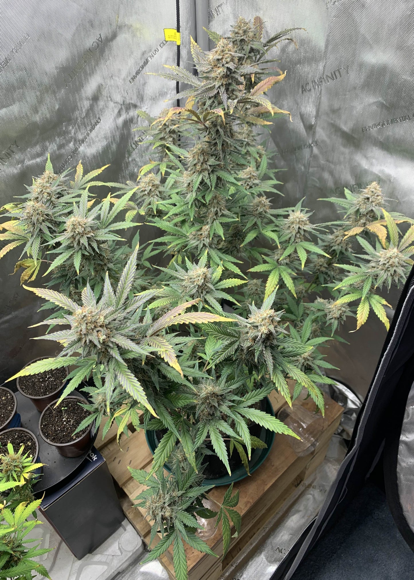 (Blueberry Slushy F5 x Osage #3) Auto Reg