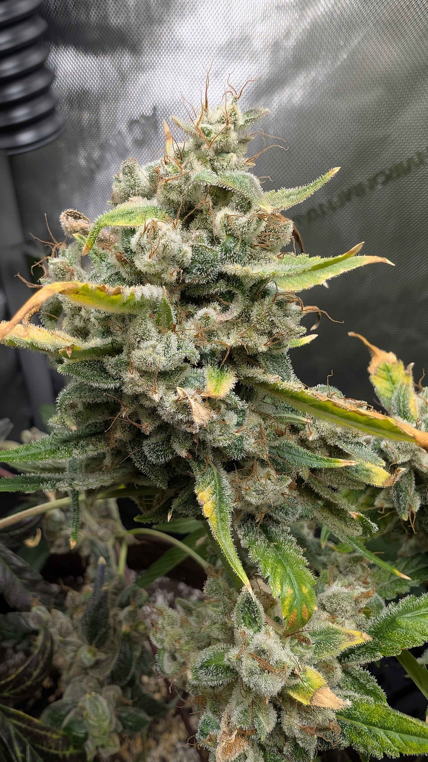 (Grape Xochi x Blueberry Slushy F5)