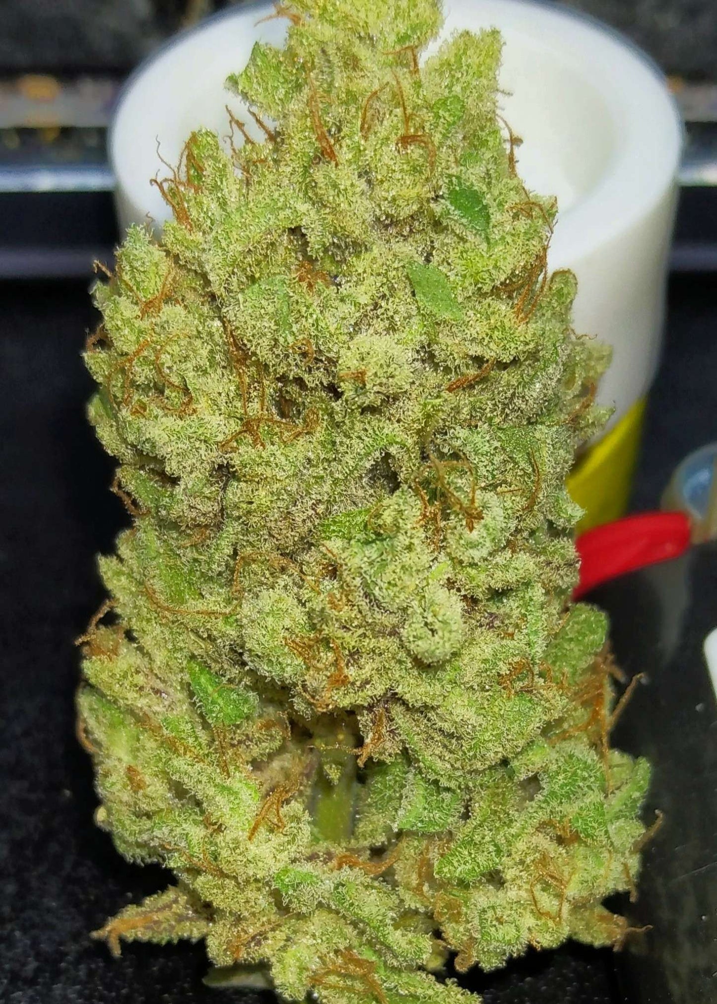(Blueberry Xochi x Strawberry OG Auto F3)