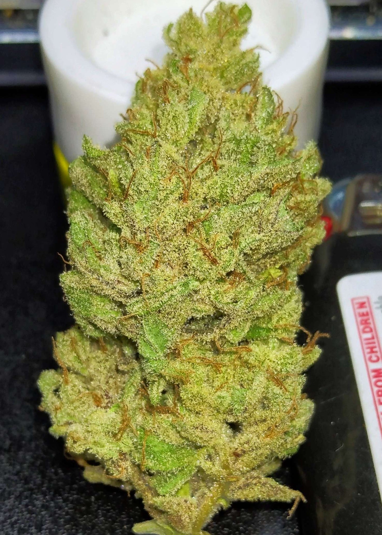 (Blueberry Xochi x Strawberry OG Auto F3)