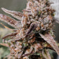 (Substance D x Blueberry Slushy F5)