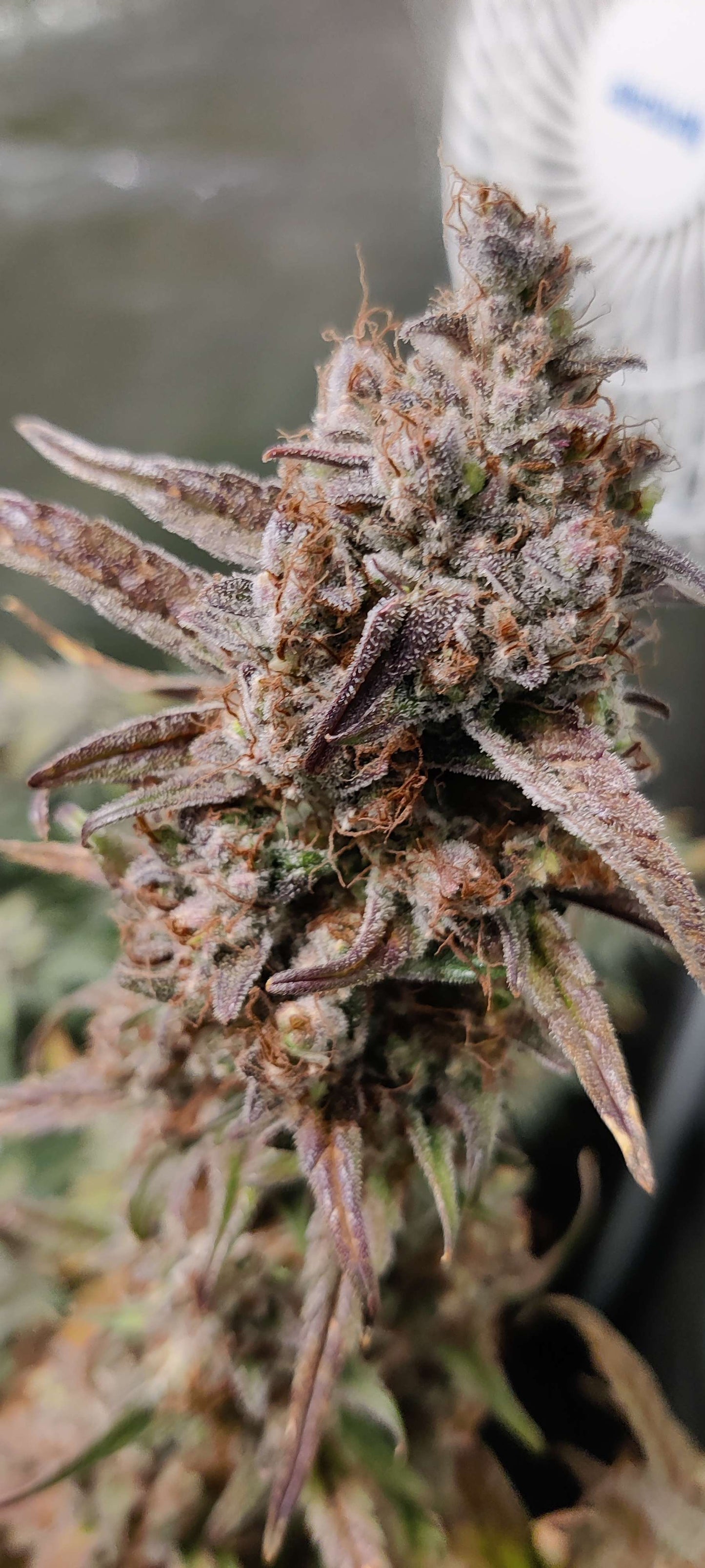 (Substance D x Blueberry Slushy F5)