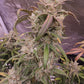 (White Crack x Marathon OG)