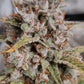 (Grape Xochi x Blueberry Slushy F5)
