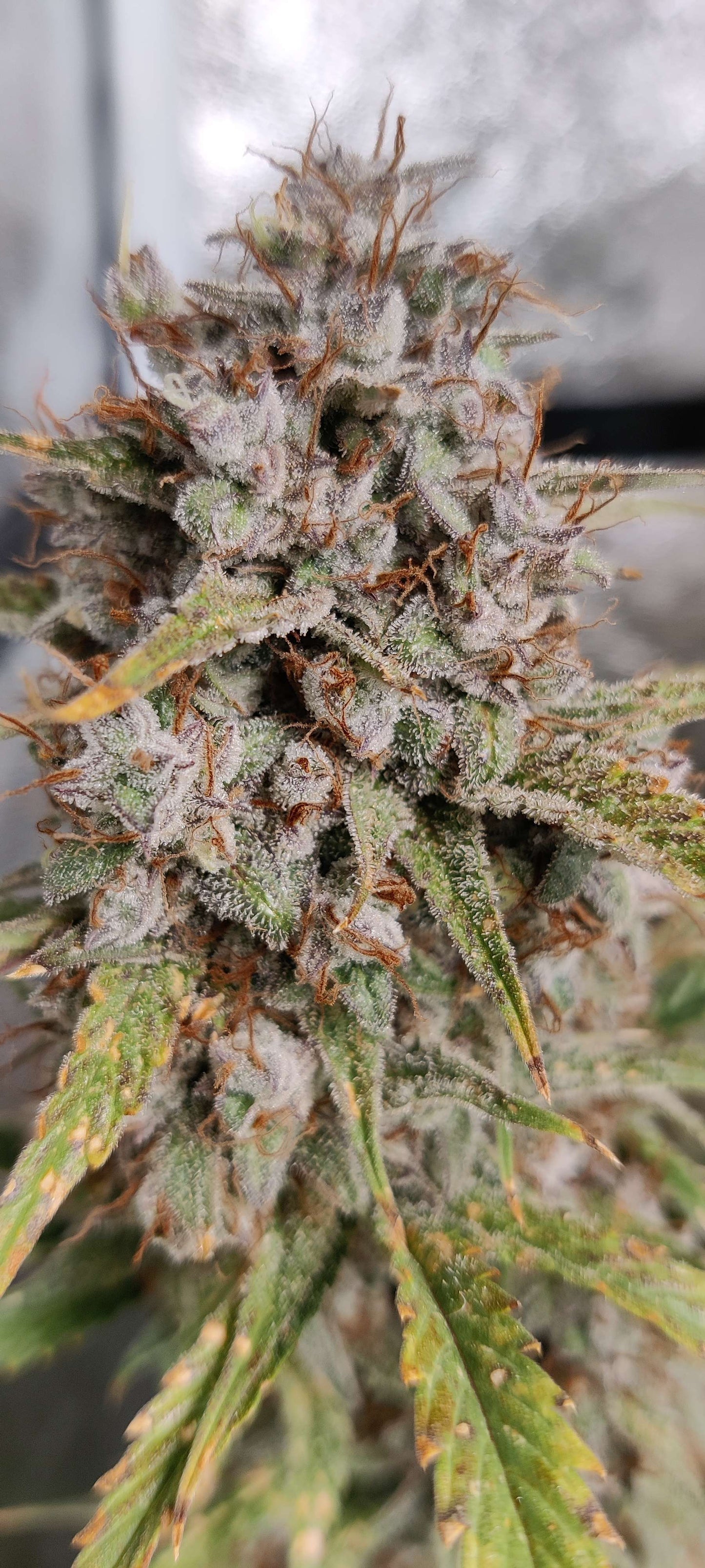 (Grape Xochi x Blueberry Slushy F5)