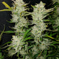 (White Crack x Marathon OG)
