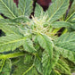 (Blueberry Xochi x Strawberry OG Auto F3)