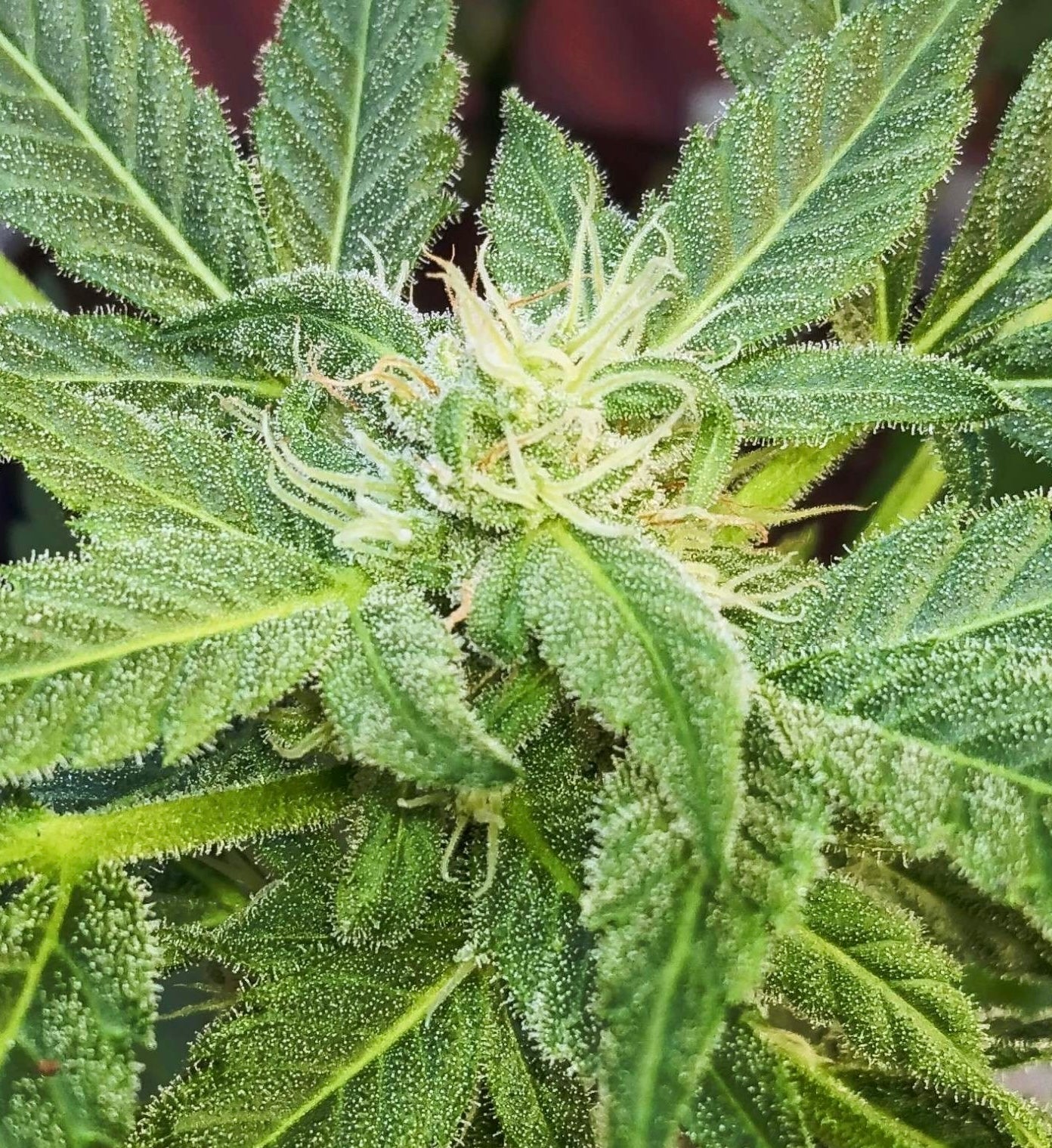 (Blueberry Xochi x Strawberry OG Auto F3)