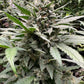 (Grape Xochi x Blueberry Slushy F5)