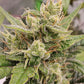 (Sour Diesel x Strawberry OG F3)
