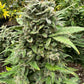 (Grape Xochi x Blueberry Slushy F5)
