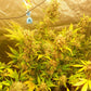 True MAC Auto F5