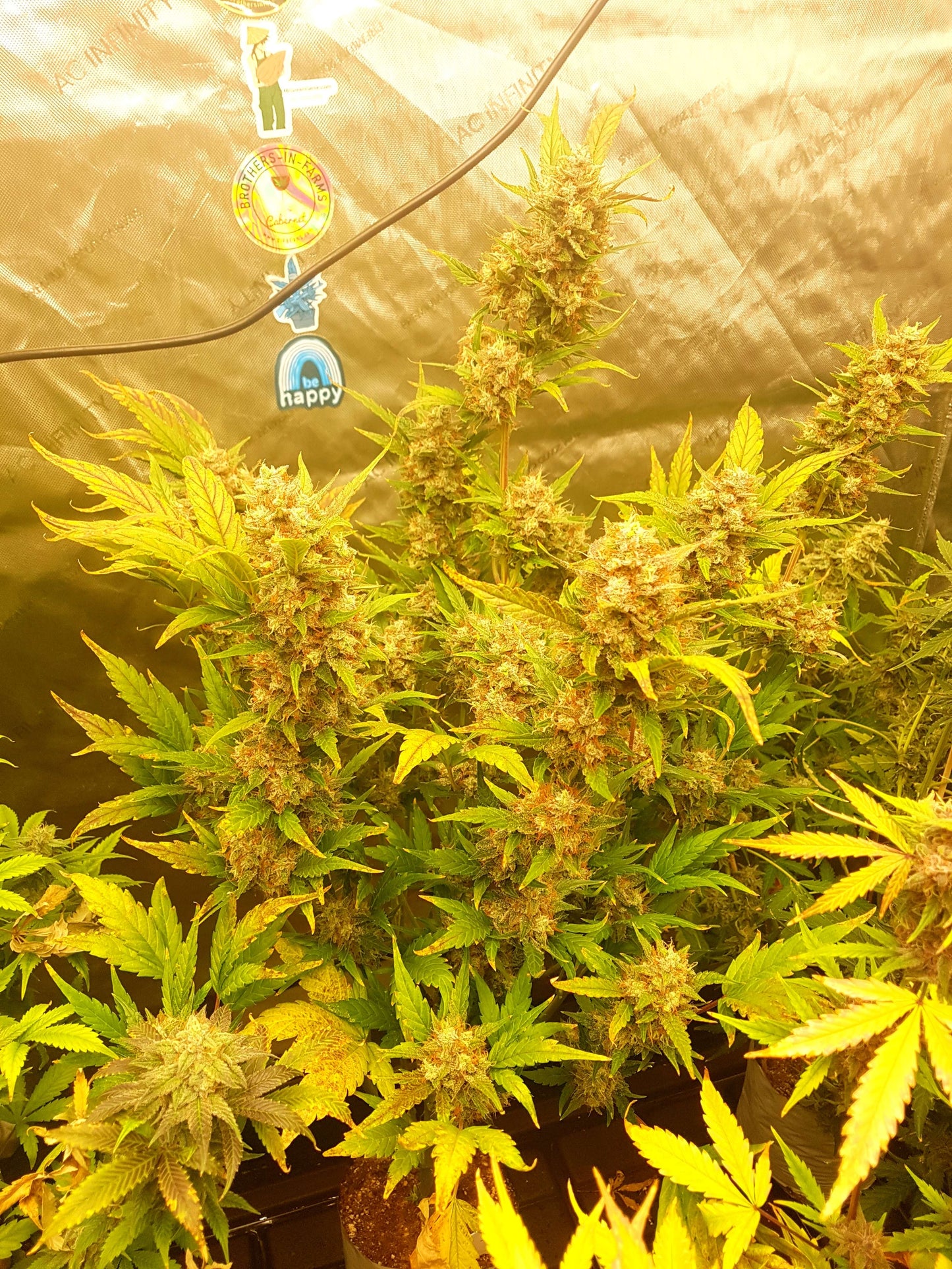 True MAC Auto F5