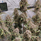 (Grape Xochi x Blueberry Slushy F5)