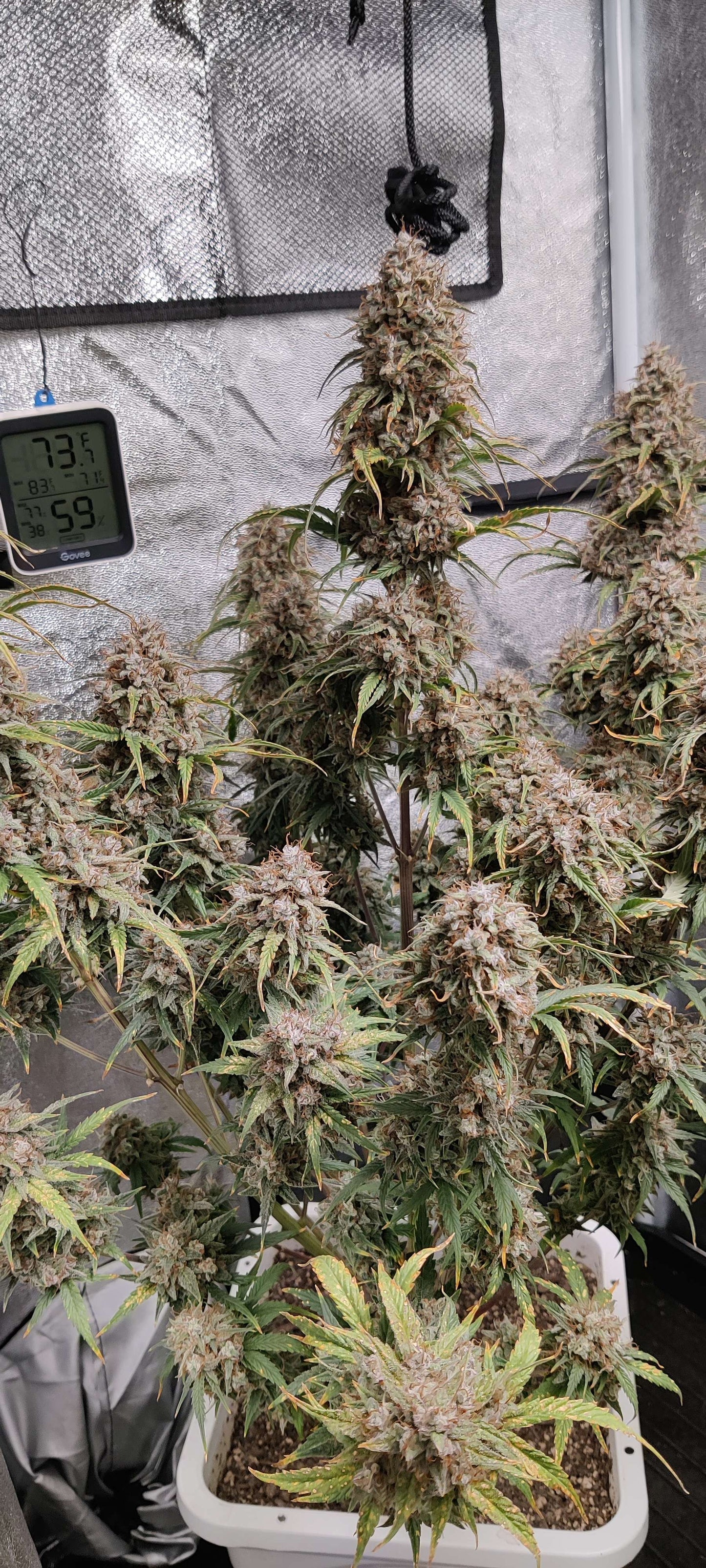 (Grape Xochi x Blueberry Slushy F5)