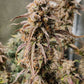 (Substance D x Blueberry Slushy F5)