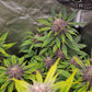 (Dark Dosi Breath x Strawberry OG) F2