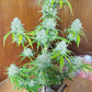 Grape Pez F2