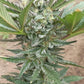 (Phantom Berry x True MAC)