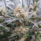 True MAC Auto F5