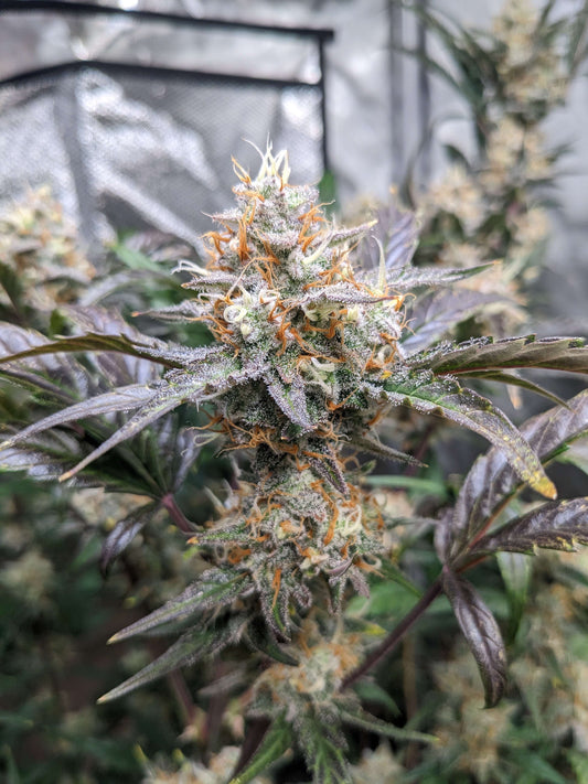 True MAC Auto F5