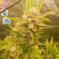 True MAC Auto F5