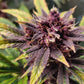 (Dark Dosi Breath x Strawberry OG) F2