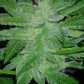 (Blueberry Xochi x Strawberry OG Auto F3)