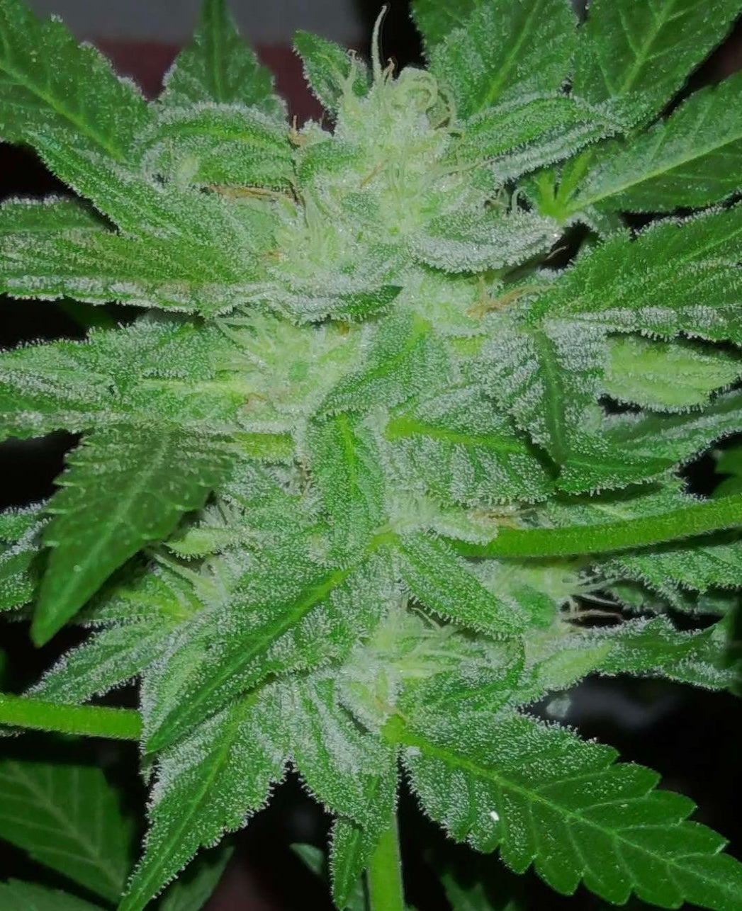 (Blueberry Xochi x Strawberry OG Auto F3)