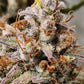 (Substance D x Blueberry Slushy F5)