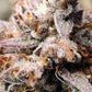 (Substance D x Blueberry Slushy F5)