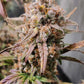 (Substance D x Blueberry Slushy F5)