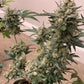 True MAC Auto F5