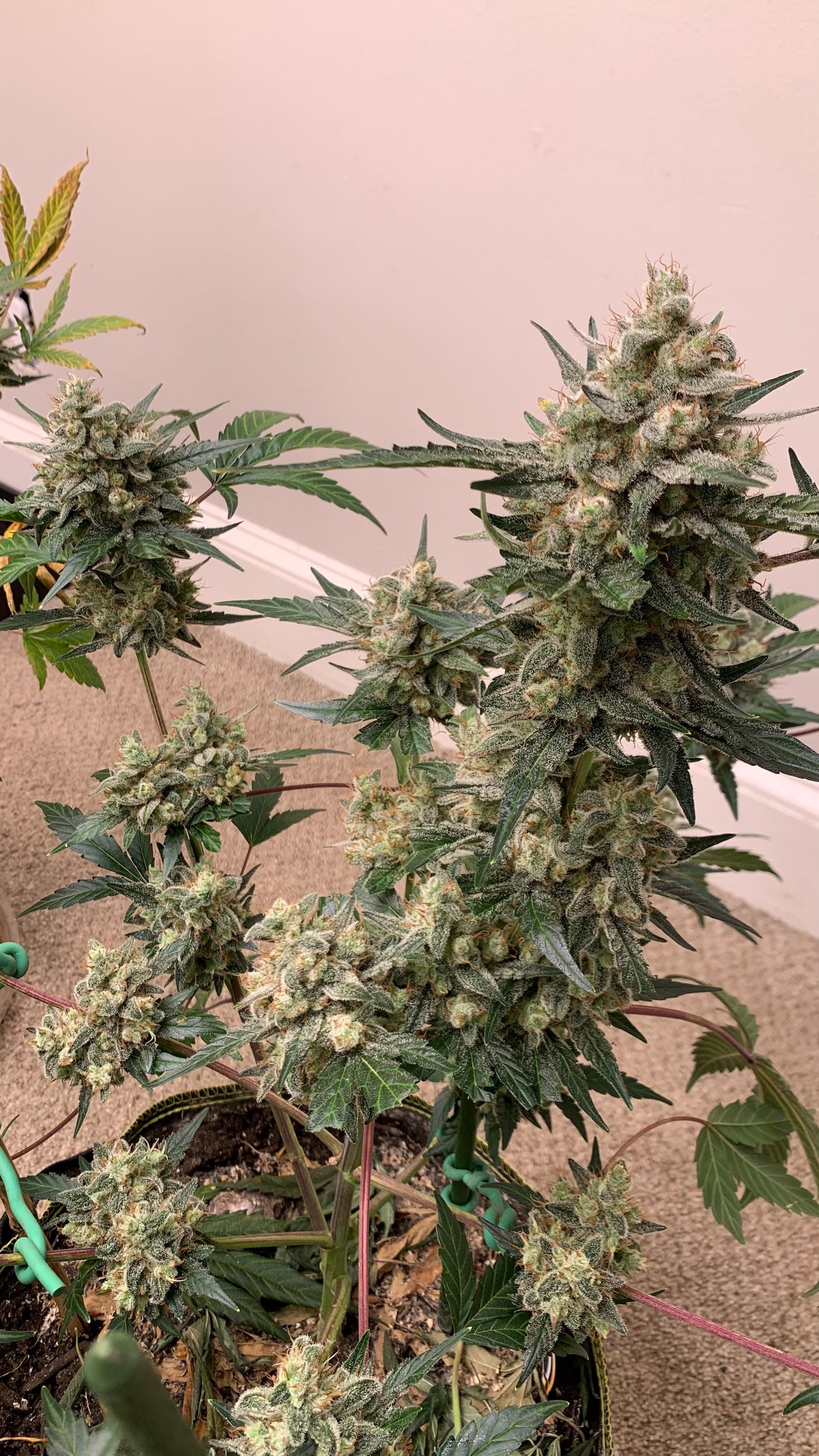 True MAC Auto F5