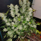 (White Crack x Marathon OG)